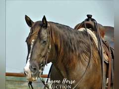 Whiskey - 8yr - 15.1hh - Gelding