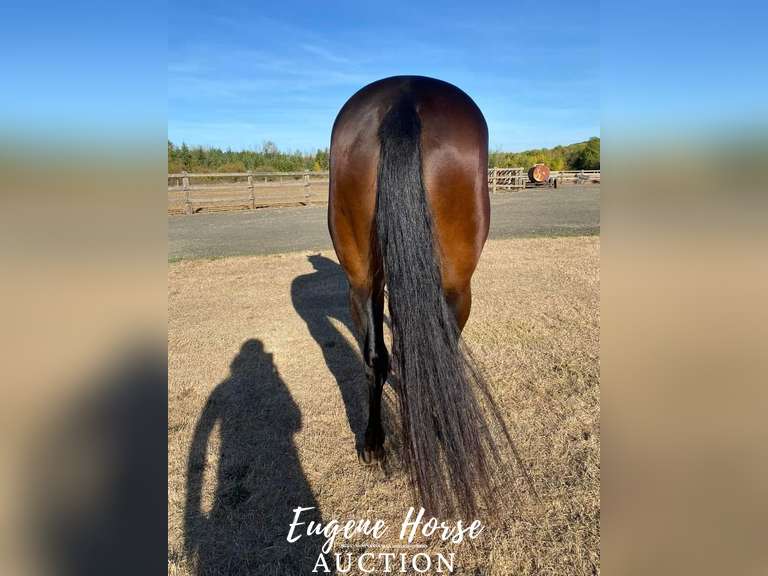 Einsteins Cash App - 4yr - 14.1HH - Mare AQHA