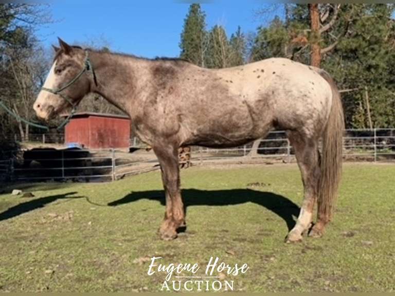 VR Shezarenegadelady - 12yr - 15HH - Mare ApHC