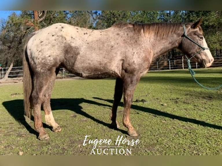 VR Shezarenegadelady - 12yr - 15HH - Mare ApHC