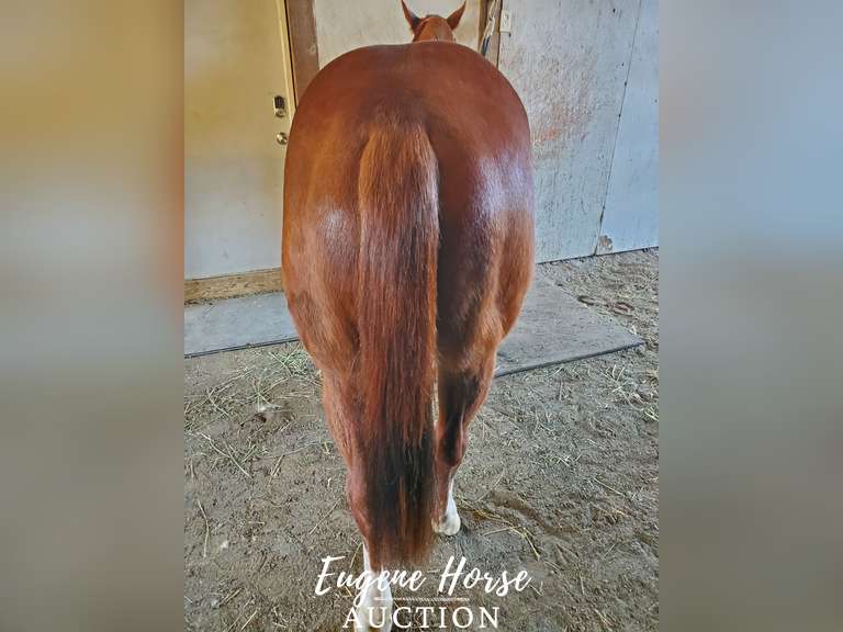 Design By Gunslinger - 3yr - 15HH - Gelding AQHA