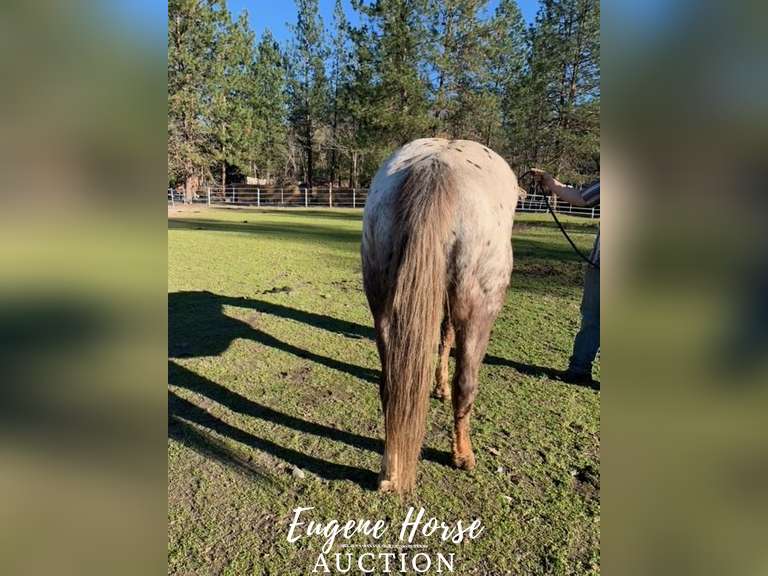 VR Shezarenegadelady - 12yr - 15HH - Mare ApHC