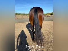 Einsteins Cash App - 4yr - 14.1HH - Mare AQHA