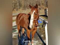 Design By Gunslinger - 3yr - 15HH - Gelding AQHA