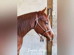 Design By Gunslinger - 3yr - 15HH - Gelding AQHA