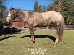 VR Shezarenegadelady - 12yr - 15HH - Mare ApHC