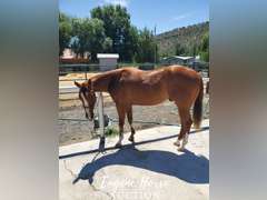 Design By Gunslinger - 3yr - 15HH - Gelding AQHA