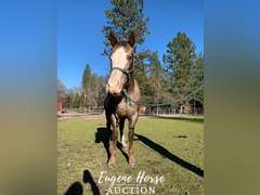 VR Shezarenegadelady - 12yr - 15HH - Mare ApHC