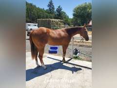 Design By Gunslinger - 3yr - 15HH - Gelding AQHA