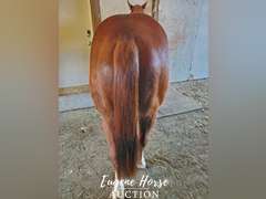 Design By Gunslinger - 3yr - 15HH - Gelding AQHA