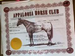 VR Shezarenegadelady - 12yr - 15HH - Mare ApHC