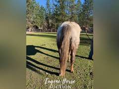 VR Shezarenegadelady - 12yr - 15HH - Mare ApHC