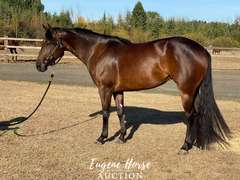 Einsteins Cash App - 4yr - 14.1HH - Mare AQHA