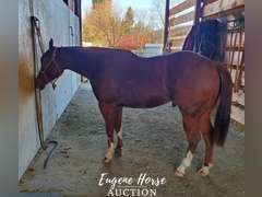 Design By Gunslinger - 3yr - 15HH - Gelding AQHA