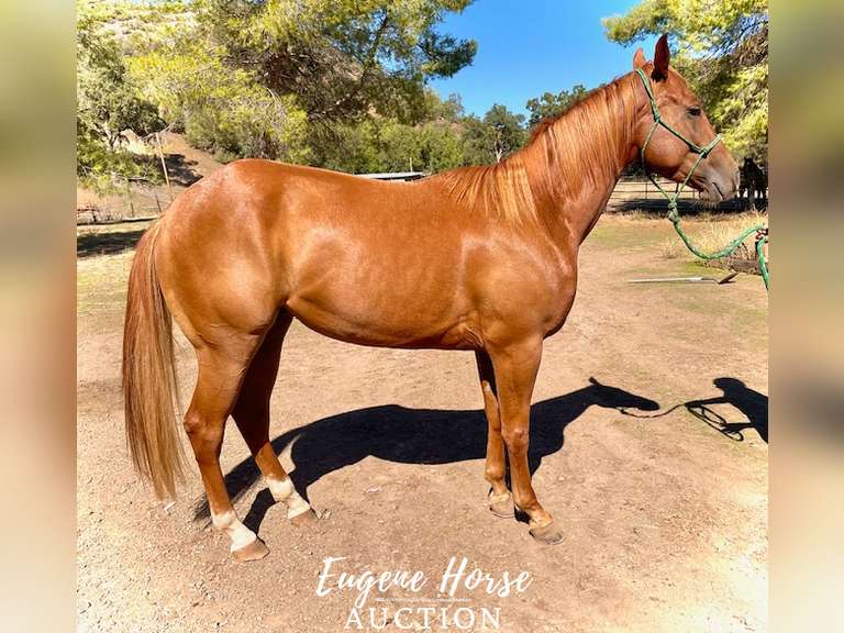 Badger - 3yr - 15HH - Gelding