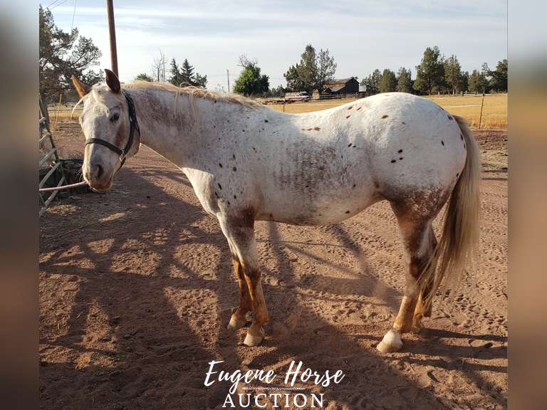 Vegas - 7yr - 14.2HH - Mare