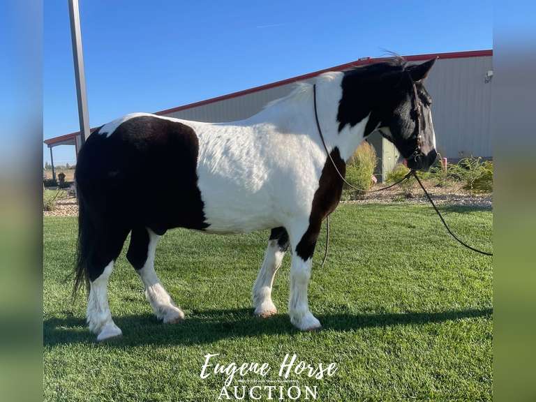 Big John - 13yr - 16.1HH - Geding