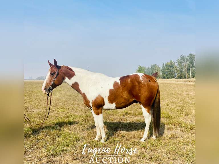 Milk Shake - 7yr - 15.1HH - Gelding