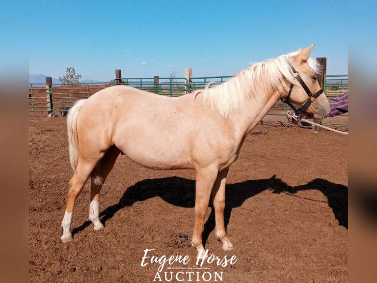 Marty Quixote Chex - Yearling - 13.1HH - Gelding AQHA