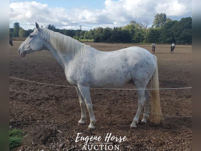 Ringo - 17yr - 15.2HH - Gelding