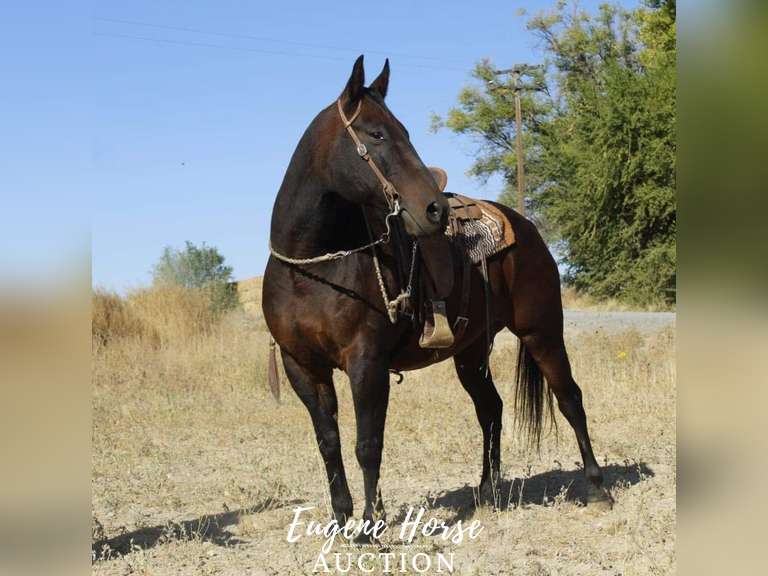 Ringo - 12yr - 15hh - Gelding