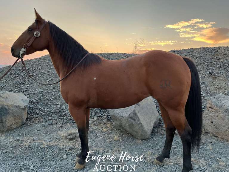 Kingspeponitaplayboy - 8yr - 15HH - Mare AQHA