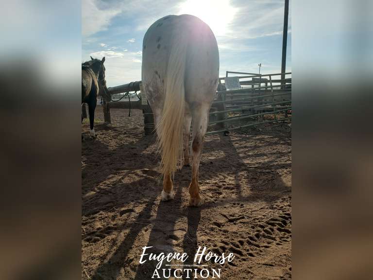 Vegas - 7yr - 14.2HH - Mare