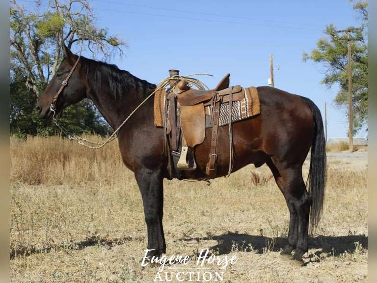 Ringo - 12yr - 15hh - Gelding