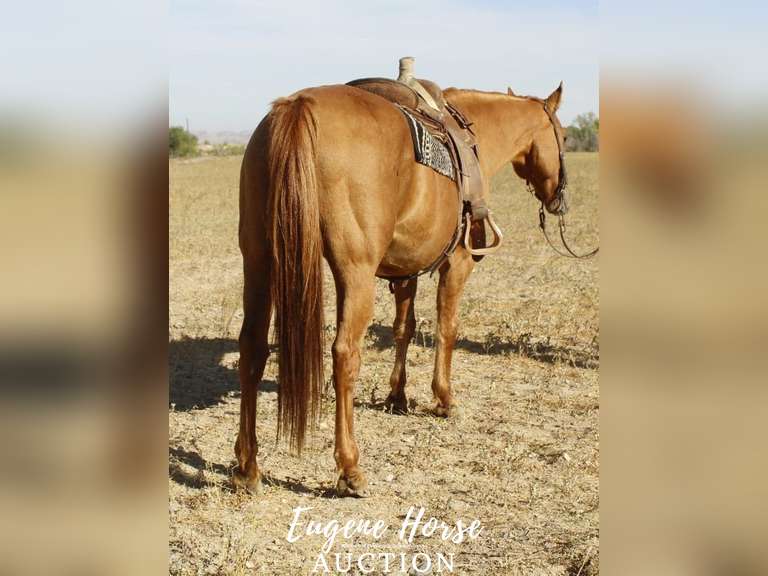 Sam - 15yr - 15HH - Gelding