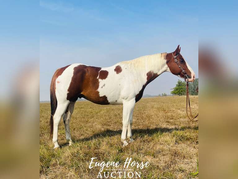 Milk Shake - 7yr - 15.1HH - Gelding