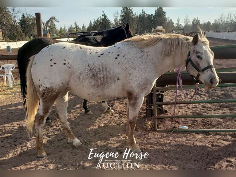 Vegas - 7yr - 14.2HH - Mare