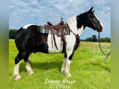 Big John - 13yr - 16.1HH - Geding