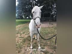 Ringo - 17yr - 15.2HH - Gelding