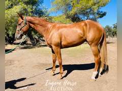 Badger - 3yr - 15HH - Gelding