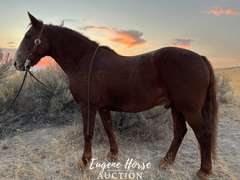 Jim Bob - 14yr - 15.1HH - Gelding