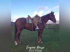 SS  Shake N Bake - 18yr - 14.3HH - Gelding AQHA