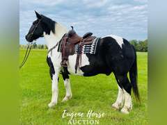 Big John - 13yr - 16.1HH - Geding