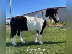 Big John - 13yr - 16.1HH - Geding