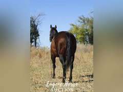 Ringo - 12yr - 15hh - Gelding