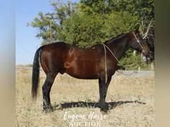 Ringo - 12yr - 15hh - Gelding