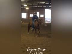 SS  Shake N Bake - 18yr - 14.3HH - Gelding AQHA