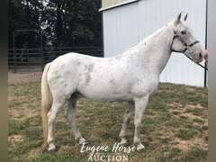Ringo - 17yr - 15.2HH - Gelding