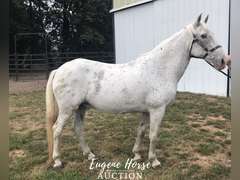 Ringo - 17yr - 15.2HH - Gelding