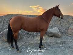 Kingspeponitaplayboy - 8yr - 15HH - Mare AQHA