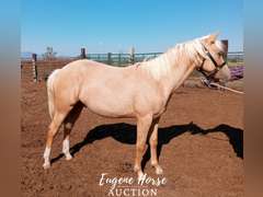 Marty Quixote Chex - Yearling - 13.1HH - Gelding AQHA