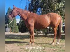 SS  Shake N Bake - 18yr - 14.3HH - Gelding AQHA