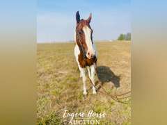 Milk Shake - 7yr - 15.1HH - Gelding