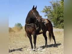 Ringo - 12yr - 15hh - Gelding