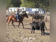 SS  Shake N Bake - 18yr - 14.3HH - Gelding AQHA