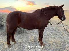 Jim Bob - 14yr - 15.1HH - Gelding